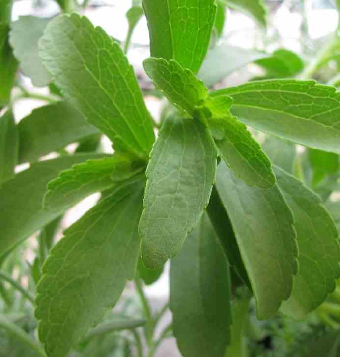 Stevia rebaudiana (plante sucrante)   blanc - taille pot de 2 litres ? 20/30 cm