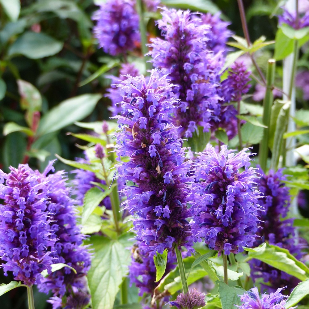 Agastache 'blue boa' godet de 8/9 cm