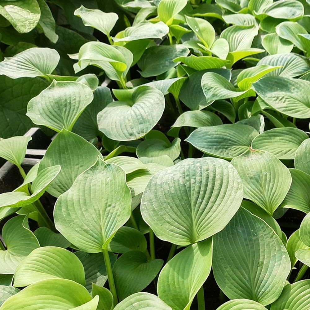 6 x hosta fortunei 'obscura' - hosta fortunei 'obscura' - godet 9cm x 9cm