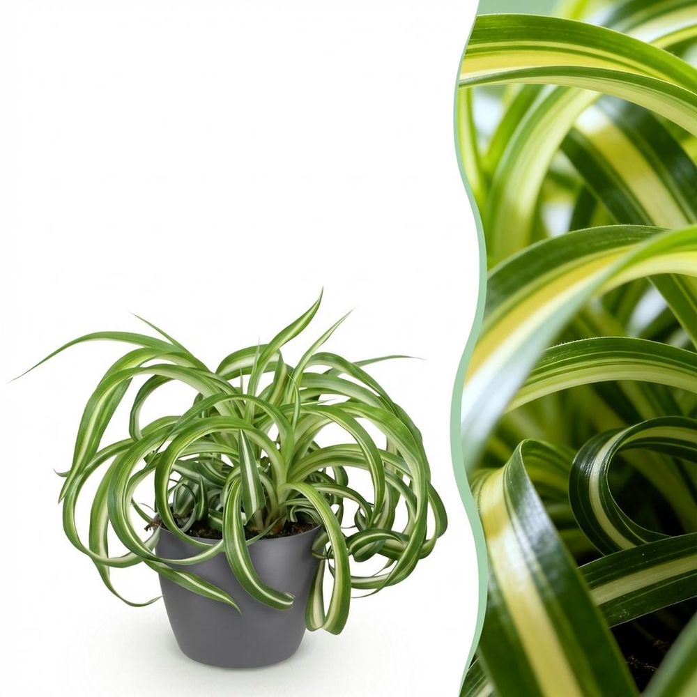 Chlorophytum comosum bonnie - pet-friendly - pot de 12cm - hauteur 20cm - plantes d'intérieur