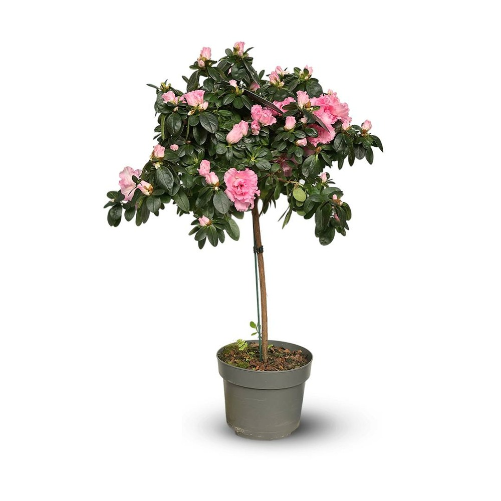 Azalée indica tige - plante d'intérieur - ↕ 70-80 cm - ⌀ 19 cm - fleur rose