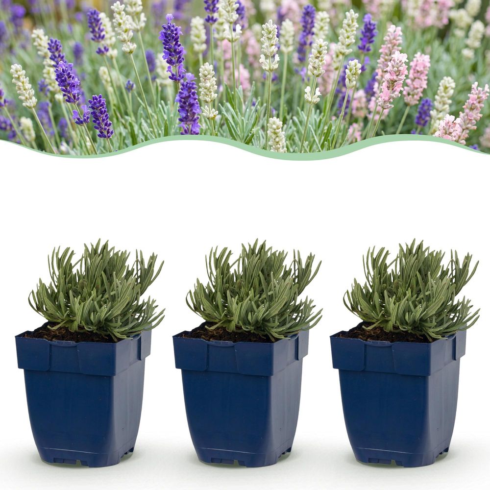 Lavande - lot de 6 - pot 11 cm - hauteur 25 cm