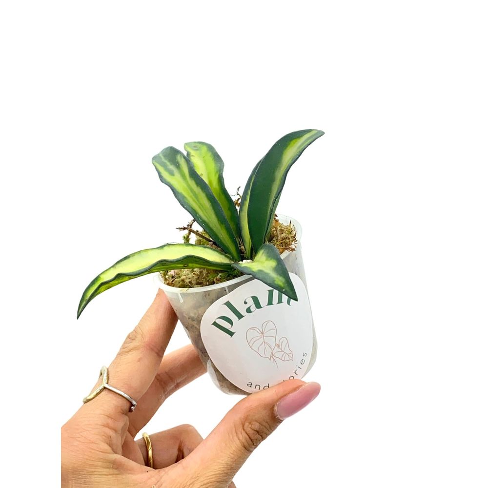 Hoya wayetii variegata - pot de 6cm - plantes d'intérieur