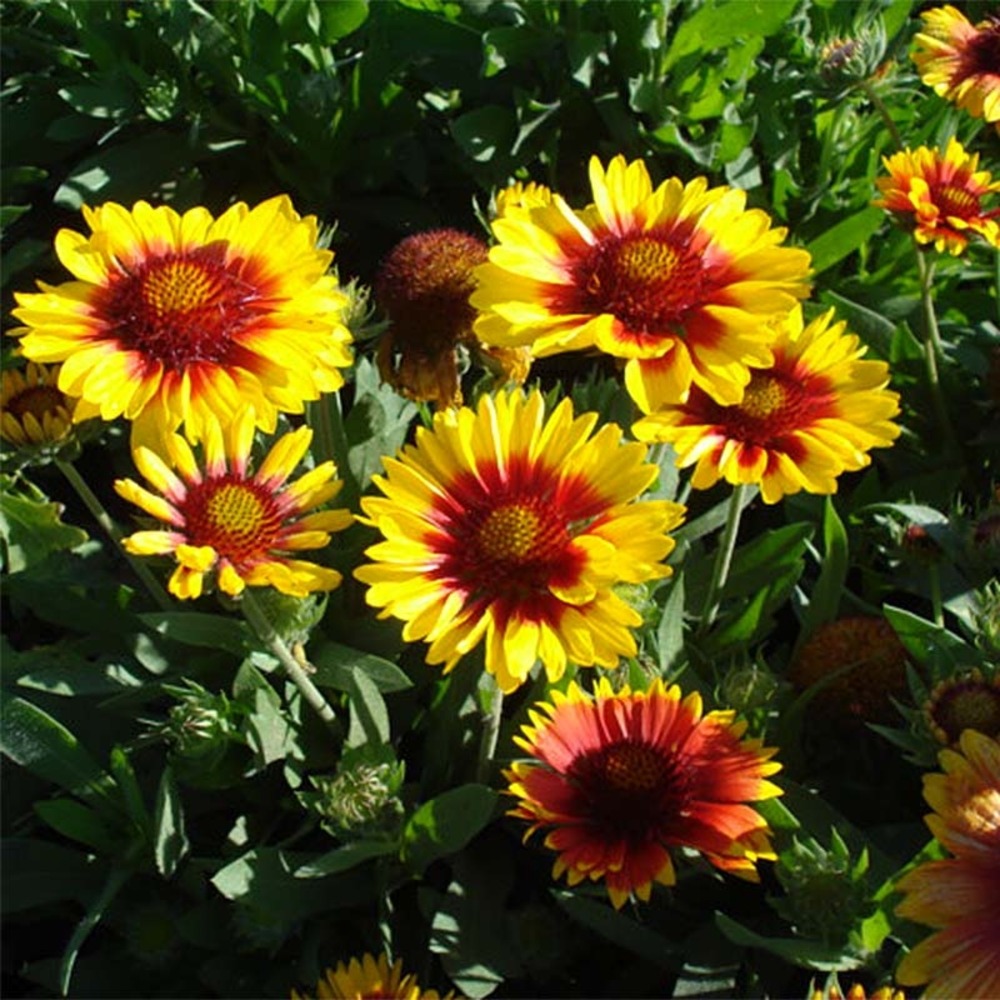 Gaillarde vivace 'mesa bright color' pot de 2l/3l