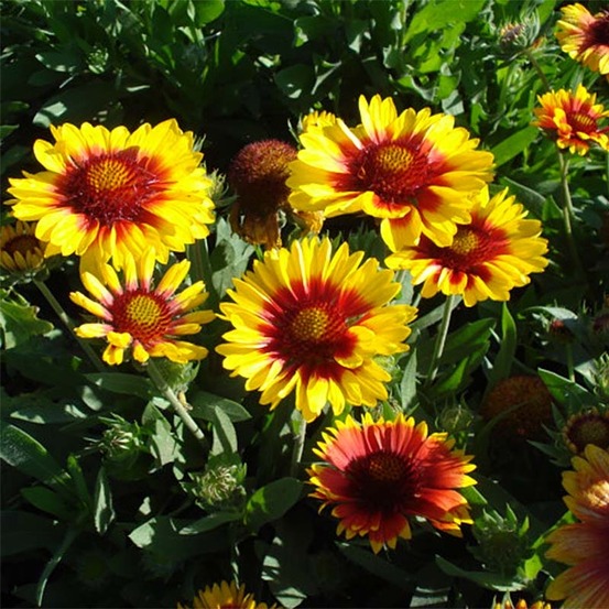 Gaillarde vivace 'mesa bright color' pot de 2l/3l