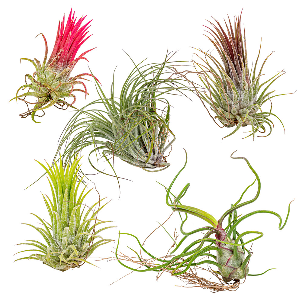 Lot de 5 - tillandsia - plantes aériennes - dépolluantes - très faciles d’entretien - 5-15 cm