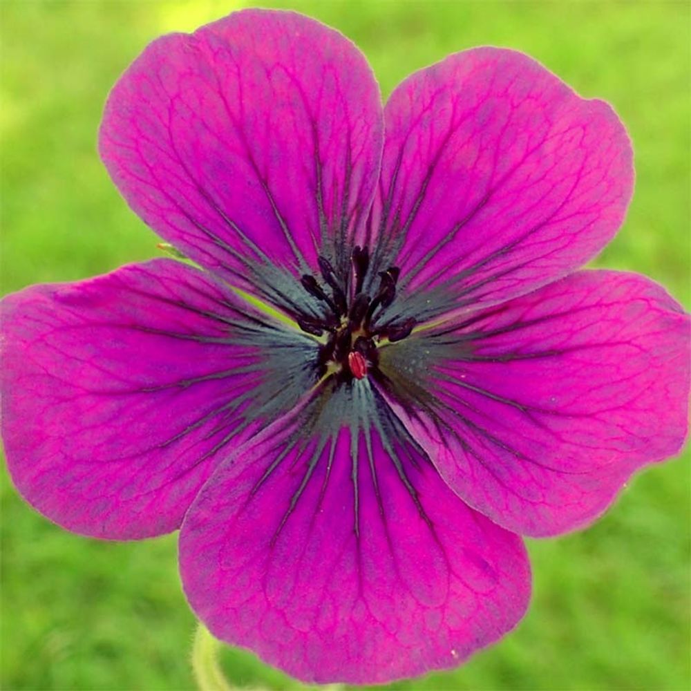 Géranium vivace 'dragon heart'® pot de 2l/3l
