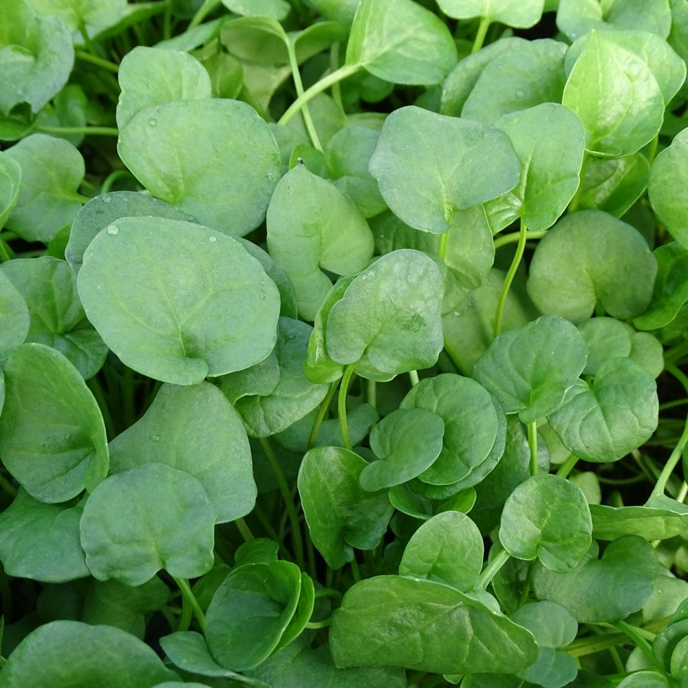 Cochléaire officinale - sans traitement lot de 5 godets