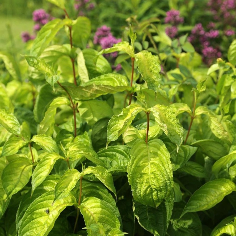 Weigela 'lime monster' pot de 3l/4l