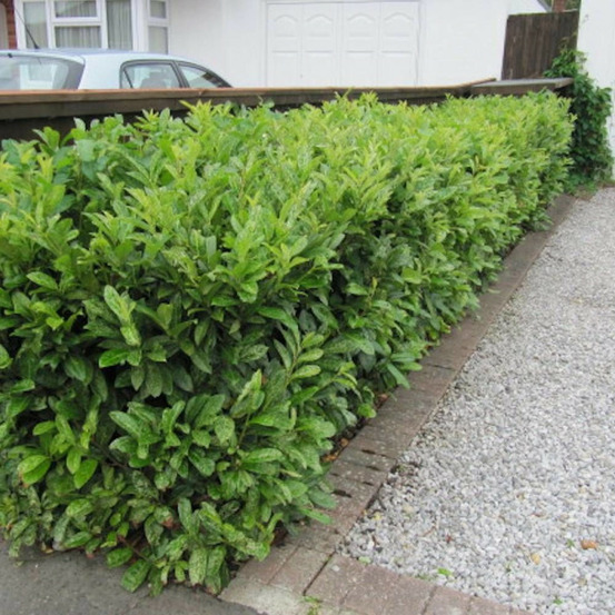 Laurier palme otto luyken, laurier-cerise pot de 4l - 40/60 cm