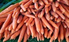Sachet de graines de carotte hyb. Flyaway - sachet de 0,5 grammes - petite entreprise française