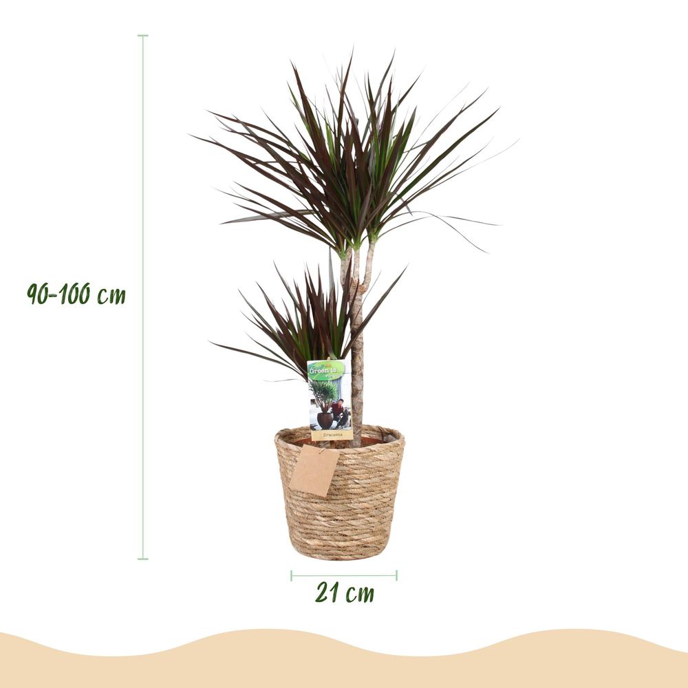 Dracaena magenta