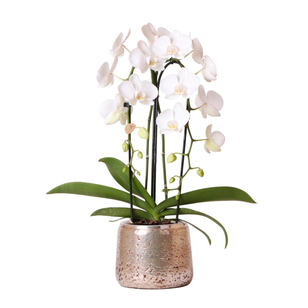 Kolibri orchids - orchidée phalaenopsis blanche niagara fall dans un pot décoratif de luxe argenté - taille du pot 12cm