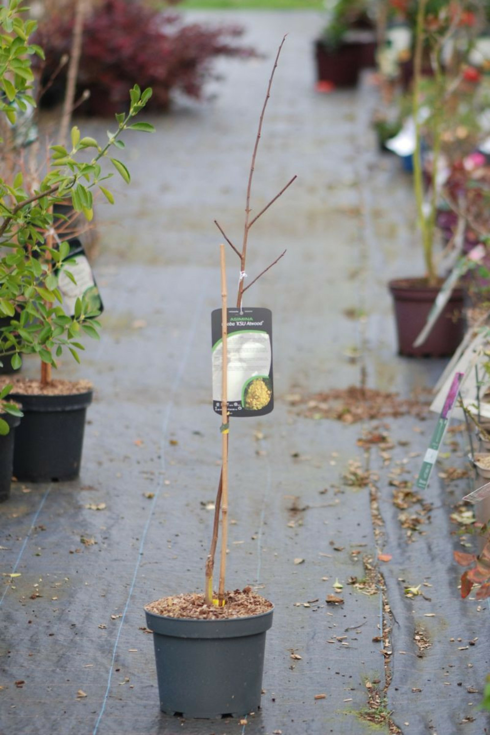 Asiminier 'ksu atwood' - en pot de 5 litres