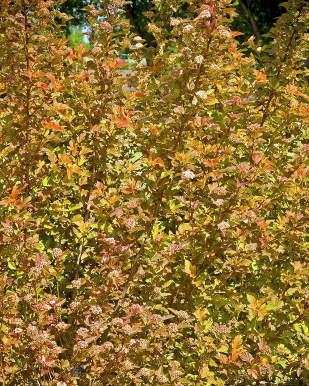 Physocarpe à feuilles d'obier 'amber jubilee' pot de 3l/4l