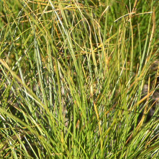 Laîche de nouvelle-zélande lot de 3 godets