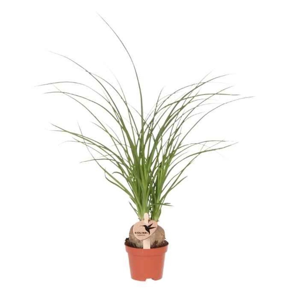 Beaucarnea - pied d'éléphant - h 25 cm, pot ø6 cm