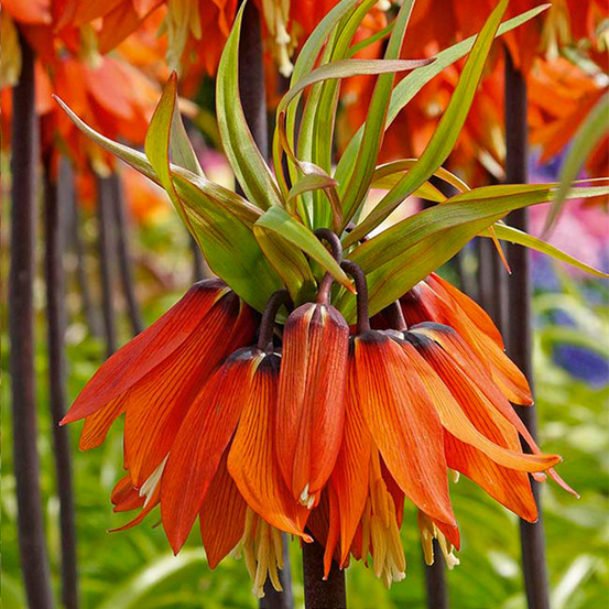 Lot de 2 - fritillaria orange beauty - couronne impériale - orange - pousse jusqu'à 100-125 cm