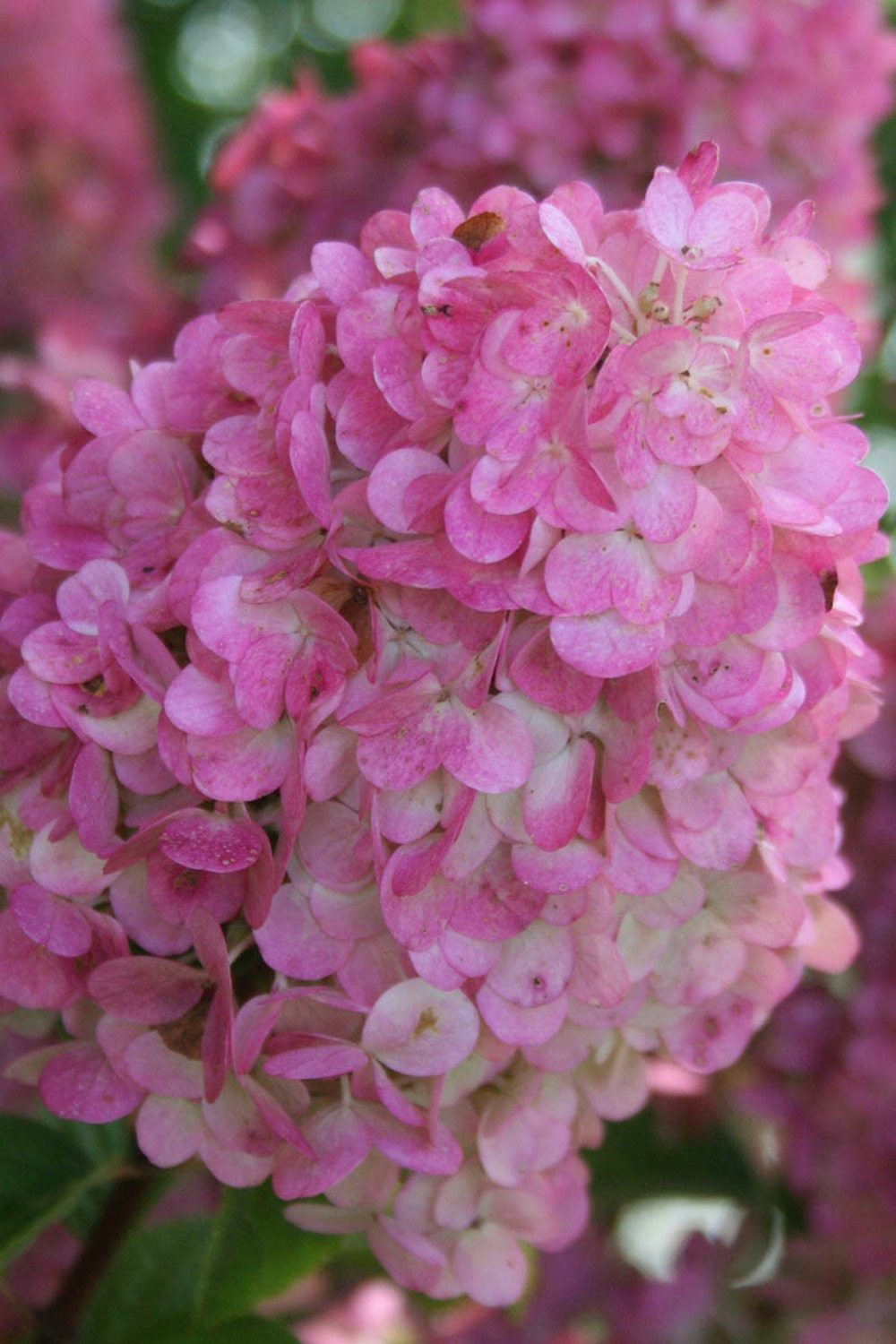 Hortensia 'sundae fraise ?' - en pot de 3 litres