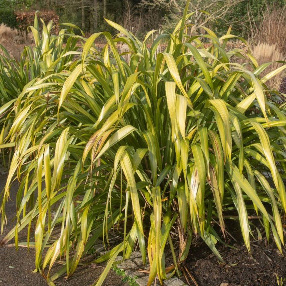 Lin de nouvelle-zélande (phormium tenax)