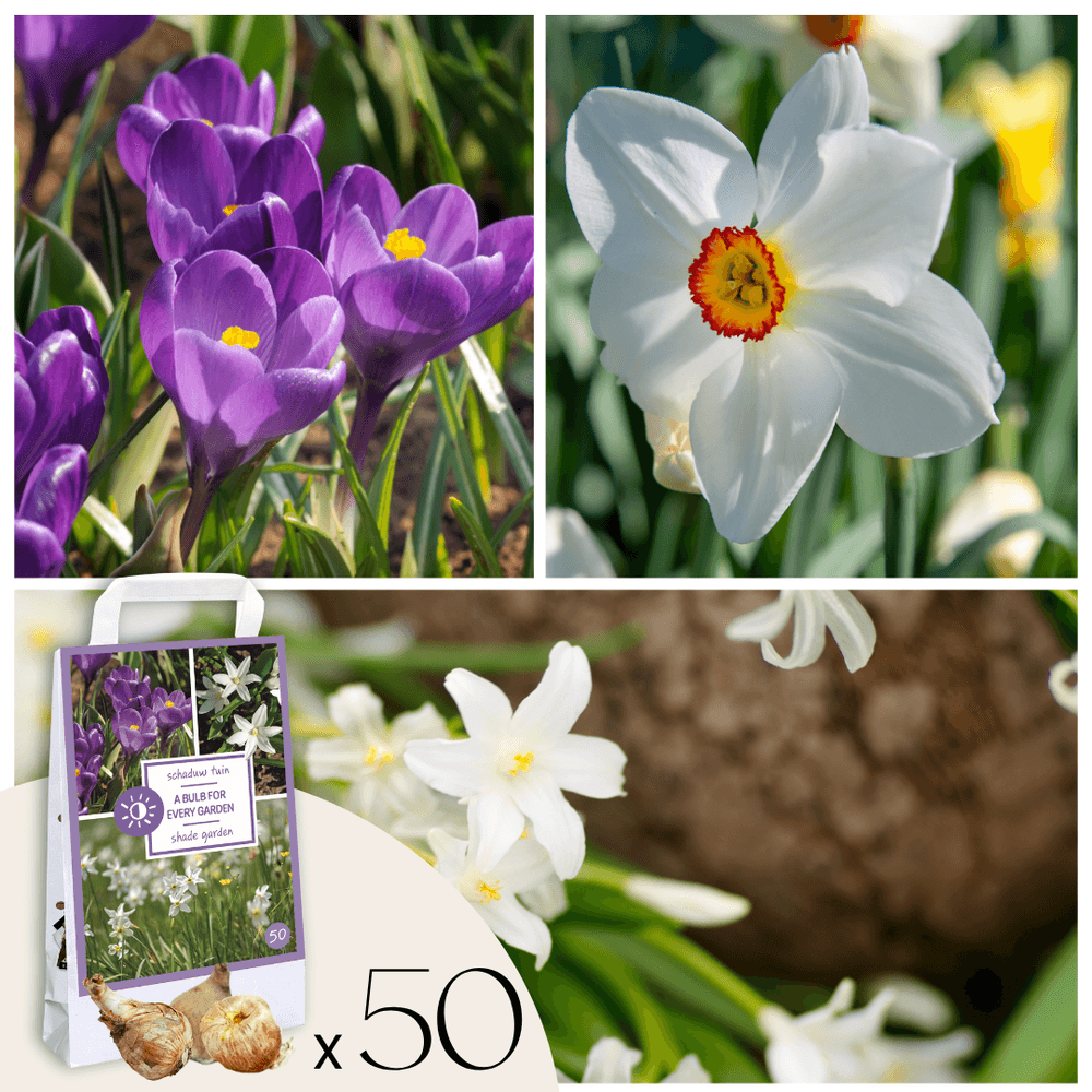 Coffret jardin ombragé - 50 bulbes pour ombre & mi-ombre