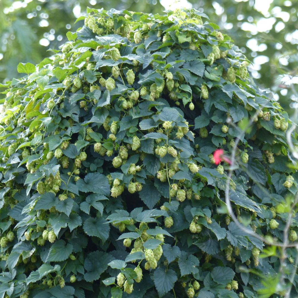 Houblon godet de 8/9 cm