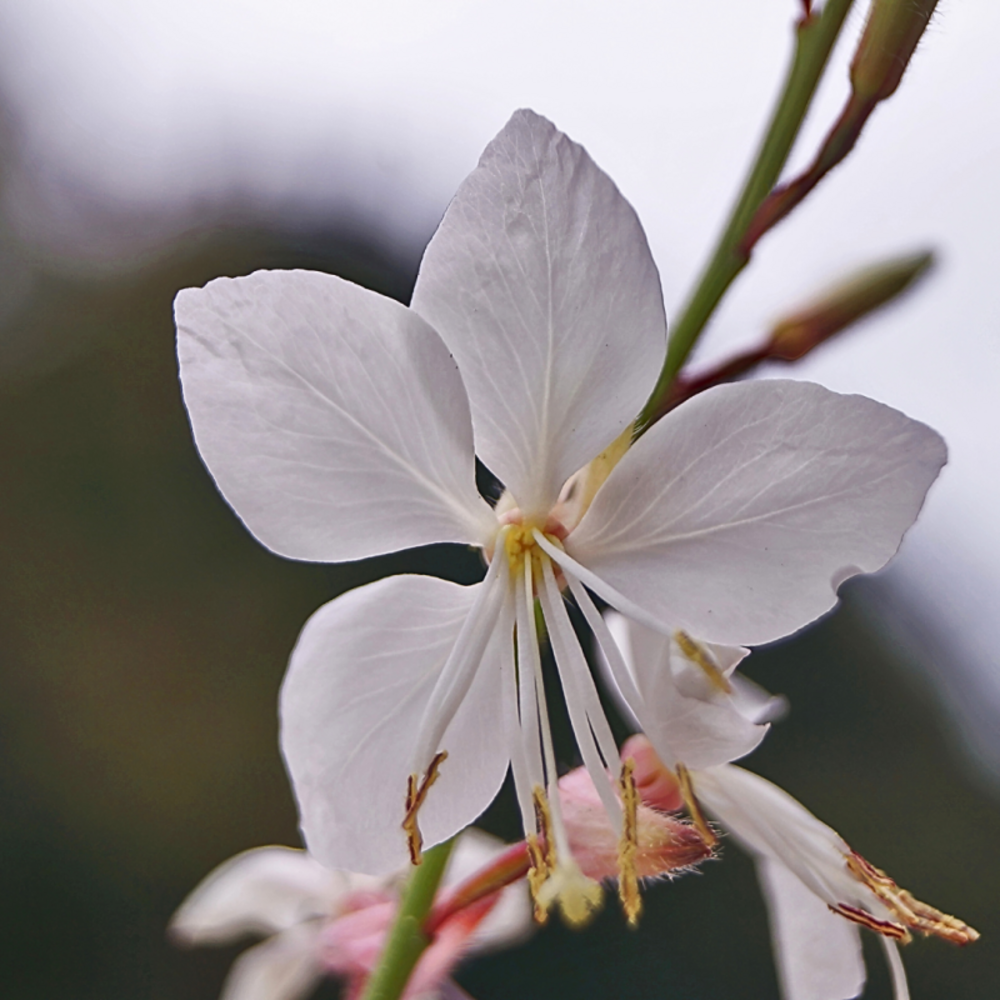 Gaura lindheimeri blanche - gaura de lindheimer - 10 cm godet de 8 cm