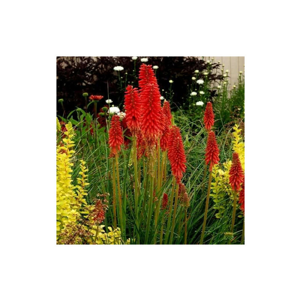 Kniphofia, tison de satan redhot popsicle® godet - 5/20 cm