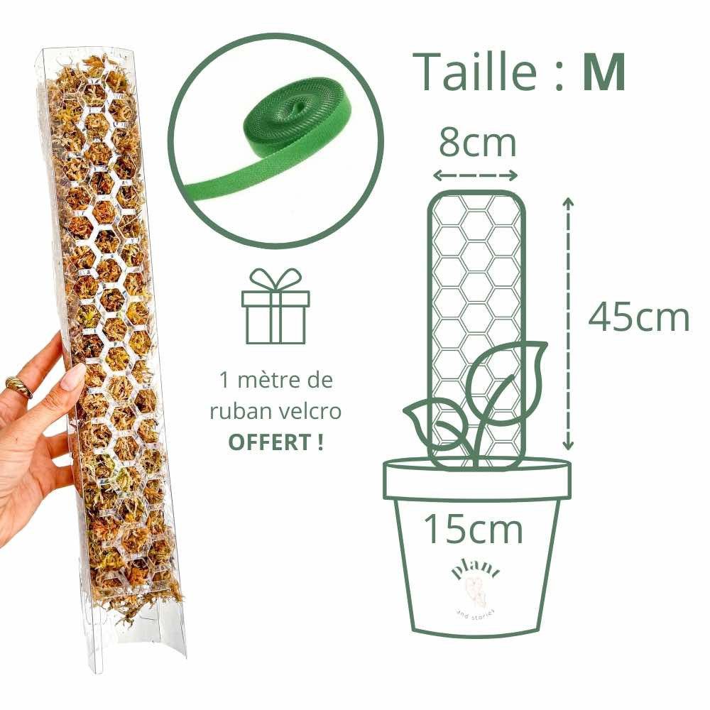 Tuteur pour plantes grimpantes transparent - Pack x3 + velcro offert - Taille M (Monstera, Pothos)
