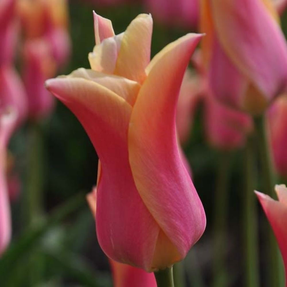 Tulipe fleur de lis 'marianne' bulbe calibre 11+ (par 6)
