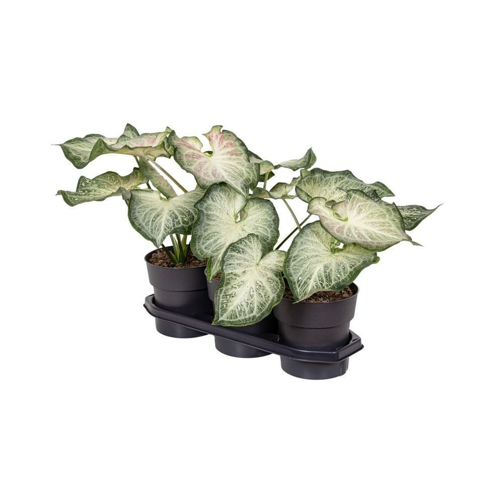 Plante à Cœur - Caladium 'Miss Muffet' - Hauteur 25-40cm - ⌀12cm - Gamm