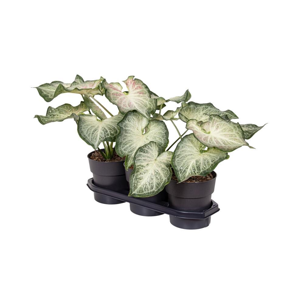 Plante d'intérieur - caladium blanc et vert 50.0cm