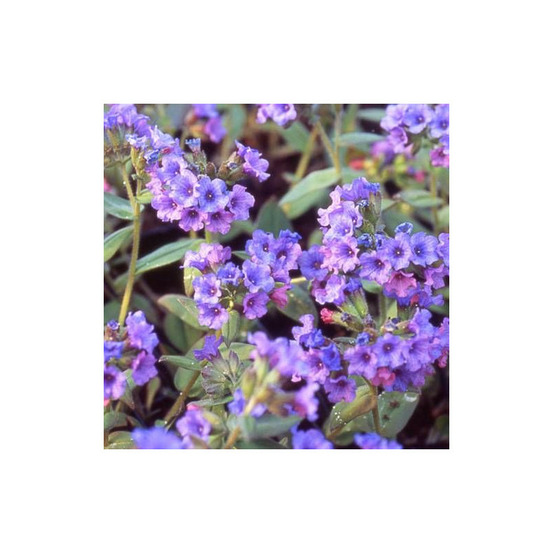 Pulmonaire azurea godet - 5/20 cm