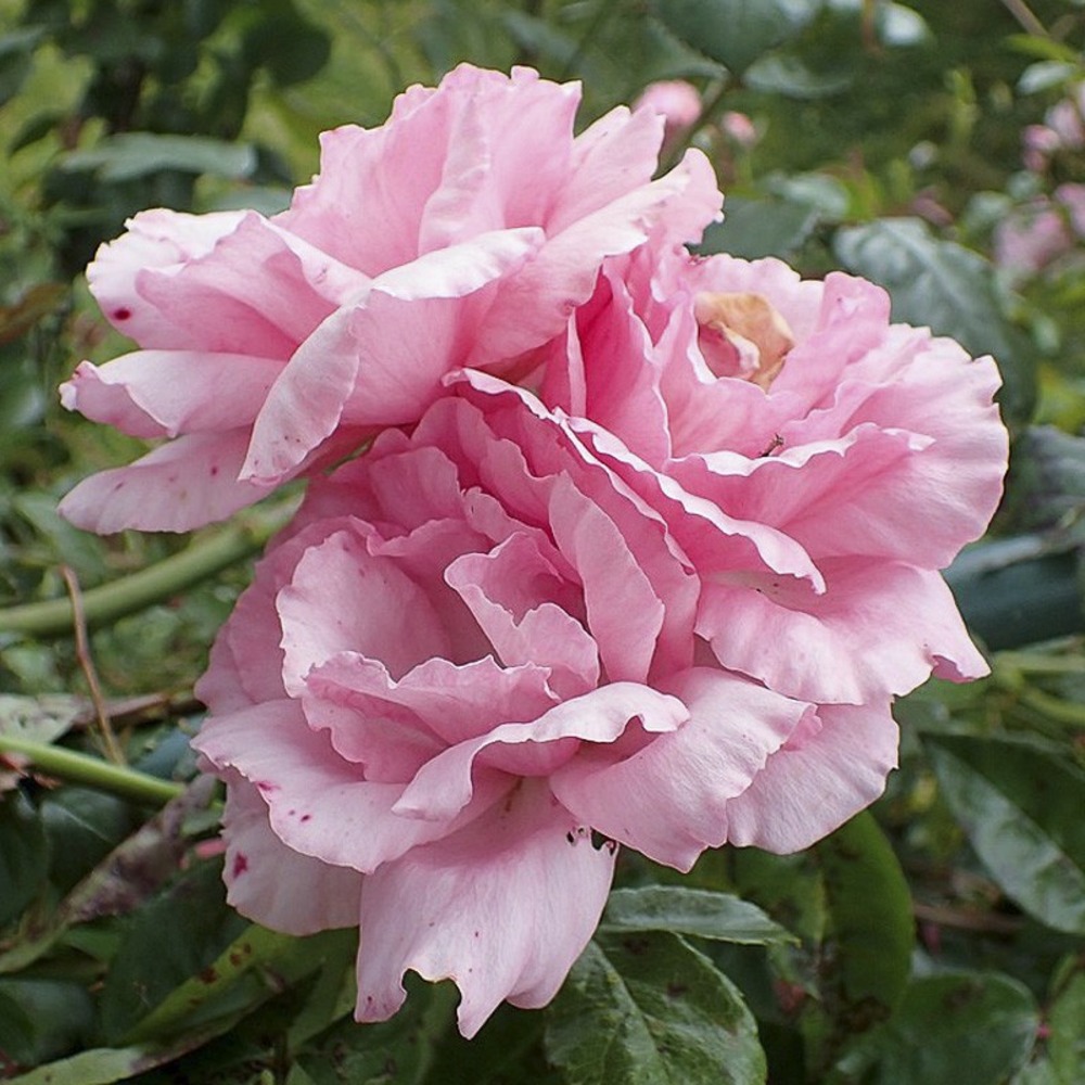 Rosier 'bantry bay' pot de 4l/5l