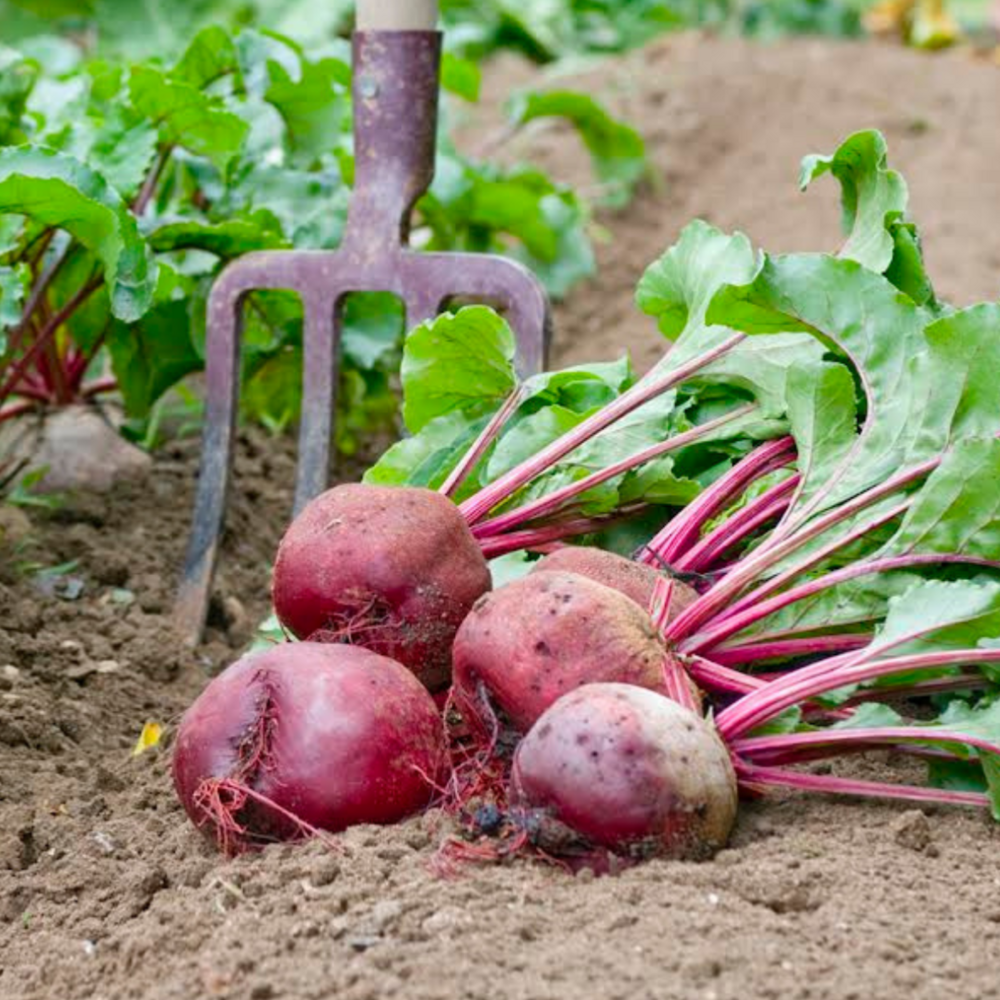 Betterave potagere boltardy - 5 g