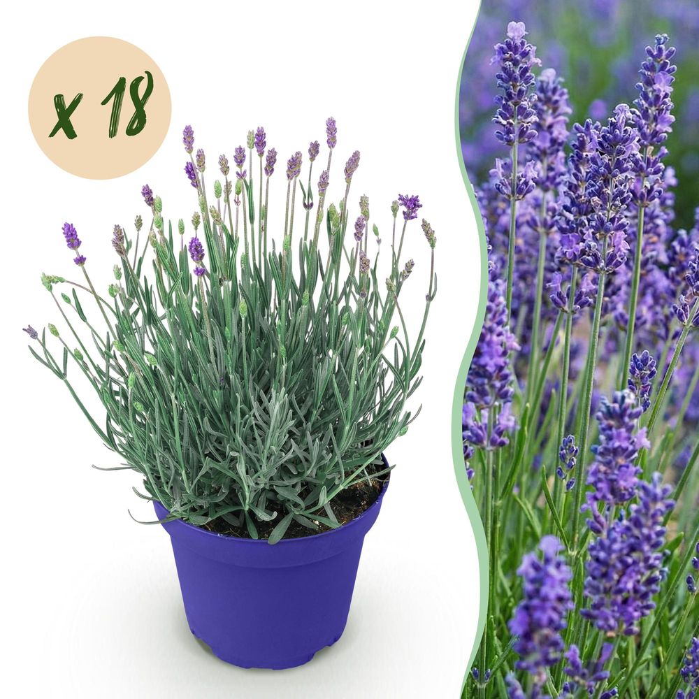 Lavande 'hidcote' - lot de 18 - pot 12 cm - hauteur 25 cm
