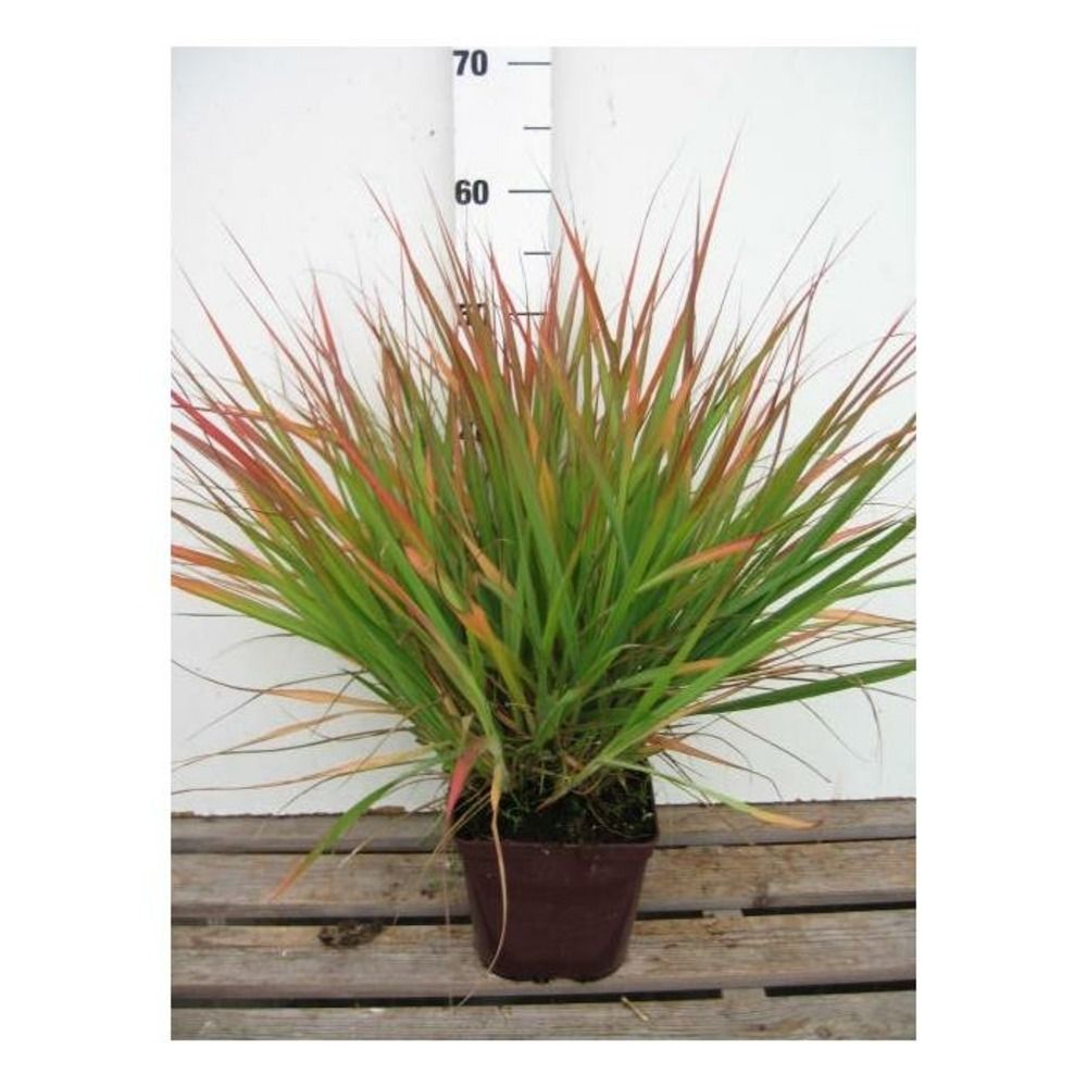 Herbe d'amour 'purple lovegrass' - en pot de 3 litres