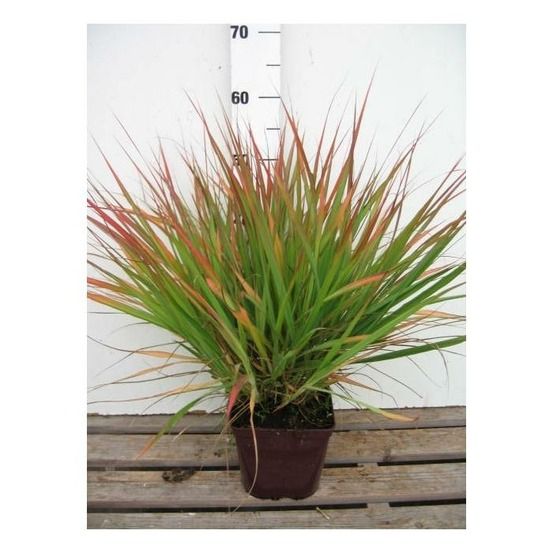 Herbe d'amour 'purple lovegrass' - en pot de 3 litres