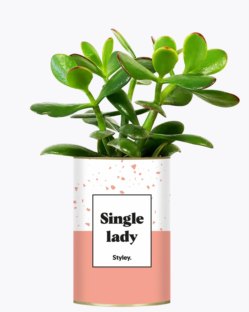 Plante personnalisée - single lady - cactus