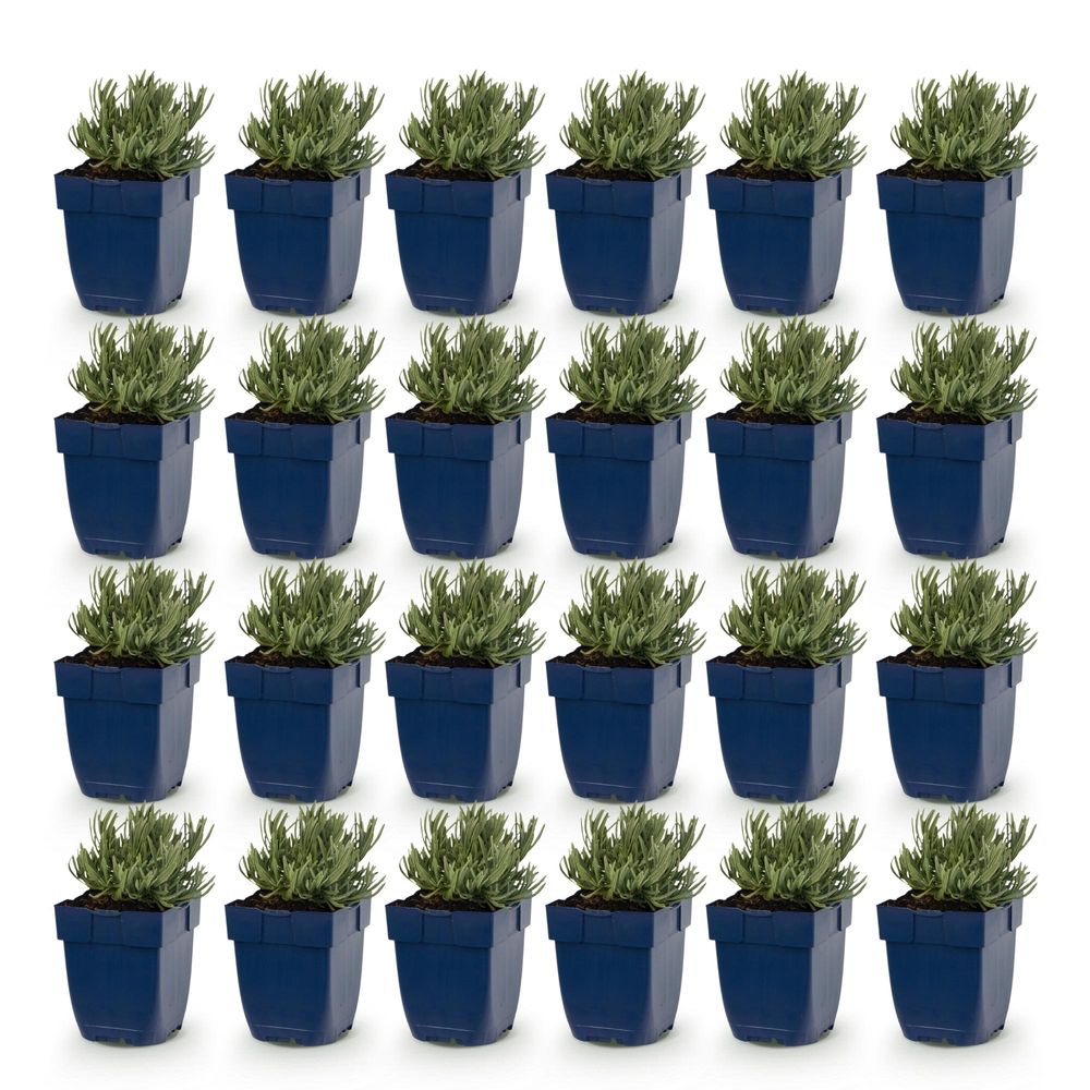 Lavande - lot de 24 - pot 11 cm - hauteur 25 cm - plante d'extérieur