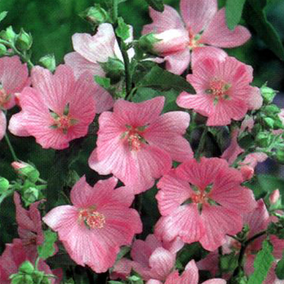 6 x lavatère 'rosea' - lavatera 'rosea' - godet 9cm x 9cm