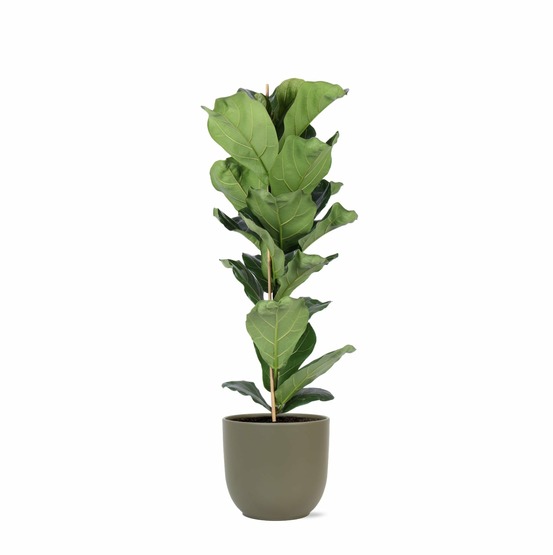 Ficus lyrata et son pot olive - hauteur 90cm