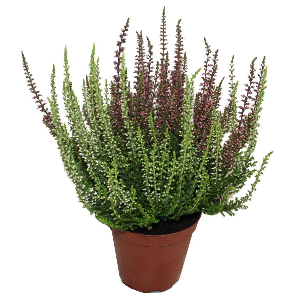 Bruyere calluna bicolore garden girls p10cm
