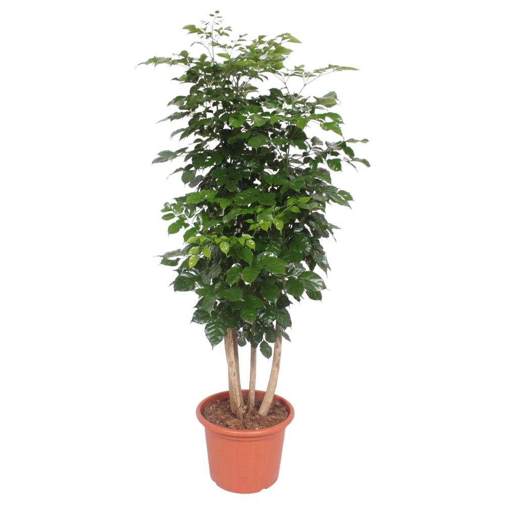 Radermachera hainanensis - plantes d'intérieur