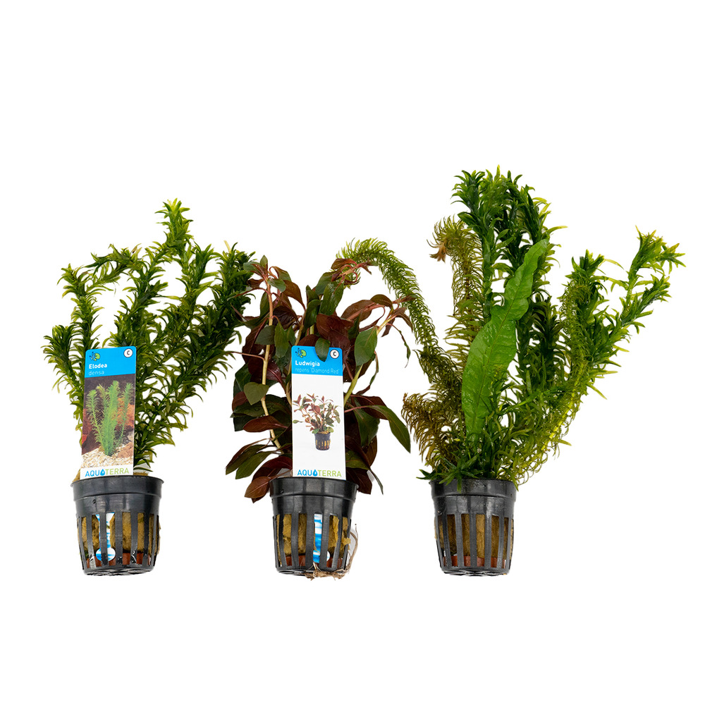 Set de 3 - plantes d'aquarium véritables - accessoires d'aquarium - hauteur 15-20 cm