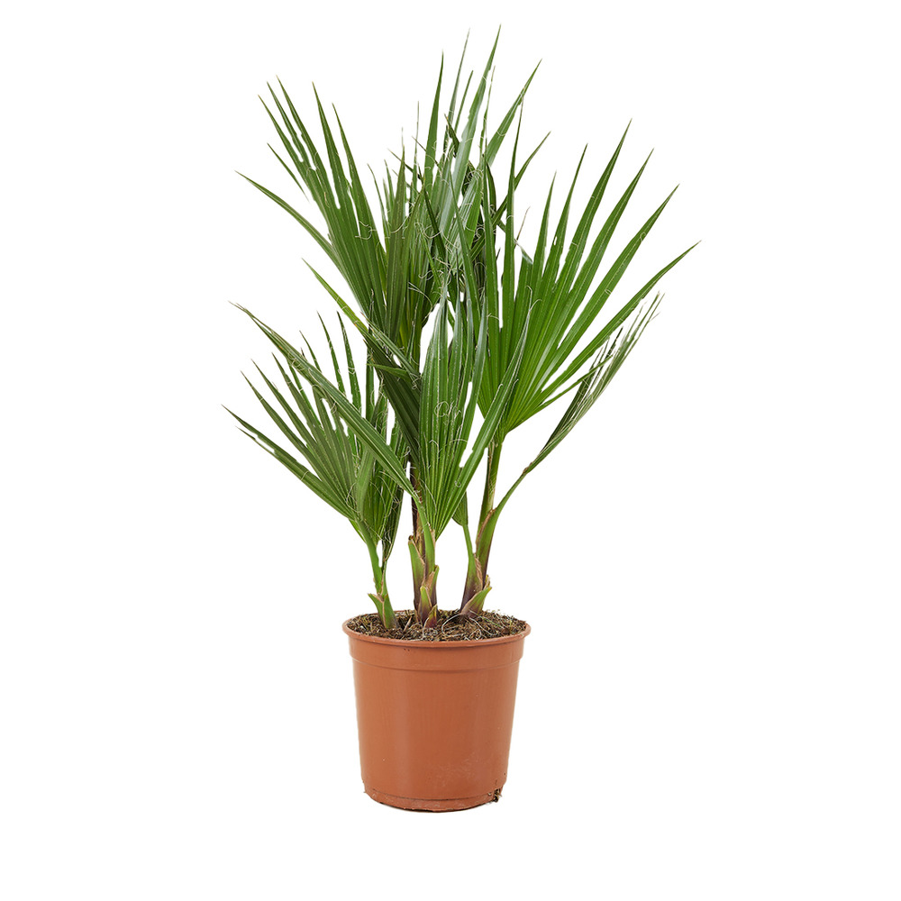 Washingtonia robusta - palmier éventail du mexique - palmier rustique - 50-60 cm de haut - pot 14 cm