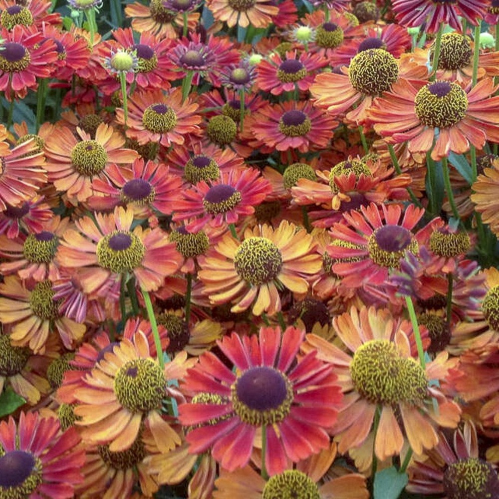 Hélénie d'automne 'siesta' godet de 8/9 cm