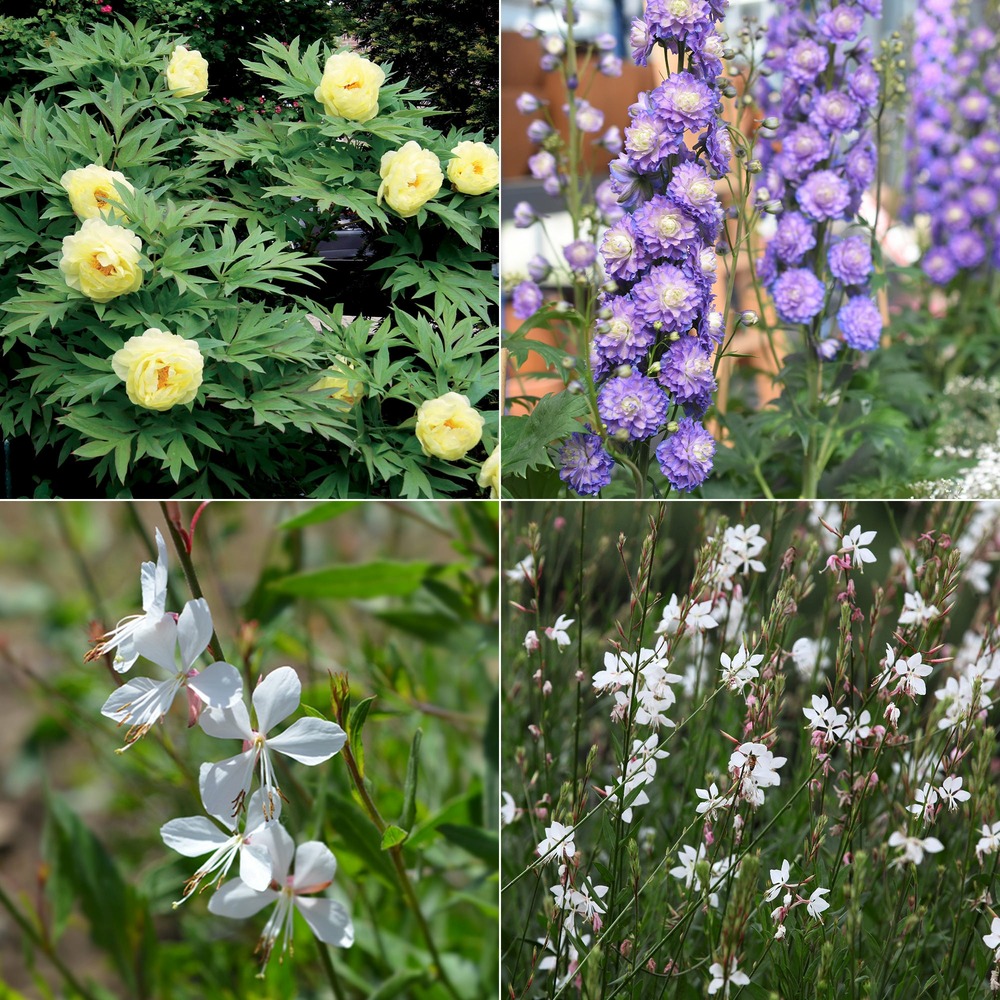 Collection de 4 plantes vivaces aux couleurs tendres - les 4 pots / ø 9cm