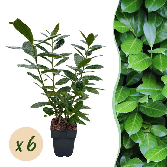 Laurier-cerise novita - pot 17 cm - hauteur 50 cm - plante d'extérieur