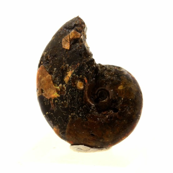 Ammonite fossile beudanticeras nacrée 25.0 carats